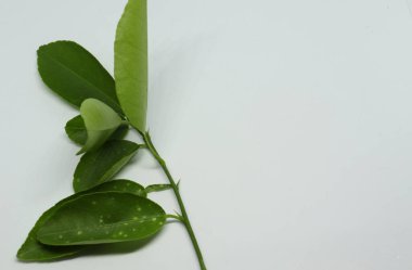 limon ağacı taze yaprağı. beyaz arkaplan