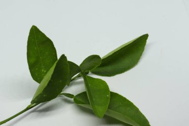 limon ağacı taze yaprağı. beyaz arkaplan