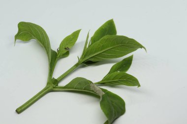 Vahşi yasemin ağacı taze ladin yaprağı. beyaz arkaplan