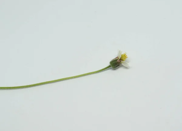 Sonnenblume Und Stiel Mit Weißem Hintergrund — Stockfoto