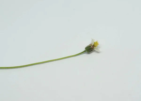 Flor Del Sol Tallo Con Fondo Blanco —  Fotos de Stock