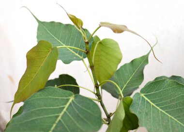 Kutsal incir ağacı yaprağı (Ficus religiosa) bitki yaprağı. bulanık arkaplan