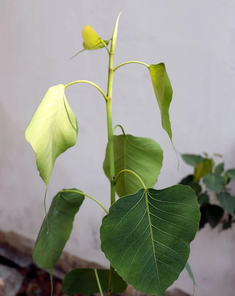 Pipal Tree Ficus Religiosa Растительный Лист Размытым Фоном — стоковое фото