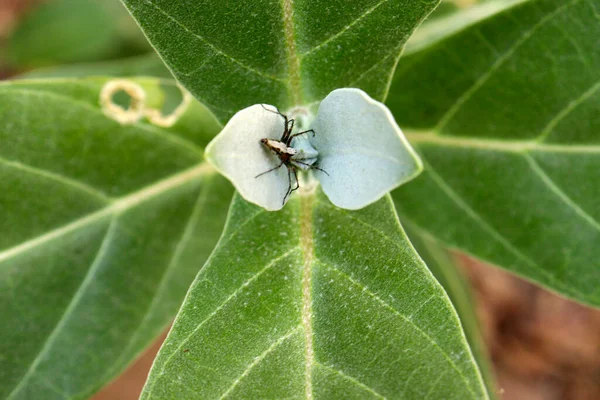Indiana Herbalife Calotropis Procera Wikipedia Calotropis Gigantea — Stockfoto