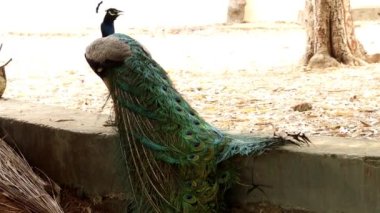 Güzel tavus kuşu öne çıkıyor ve hareketleri çok güzel.