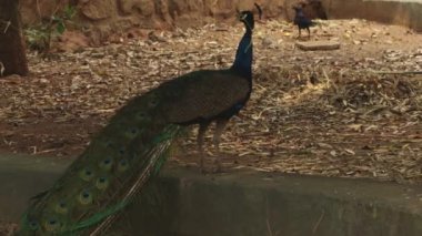 Güzel tavus kuşu öne çıkıyor ve hareketleri çok güzel.