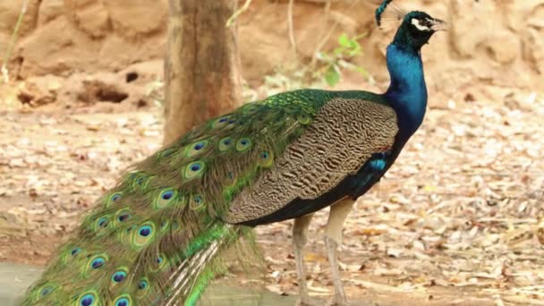 Der Schöne Pfau Sticht Hervor Und Seine Aktionen Sind Wunderschön — Stockvideo