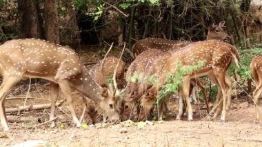 Benekli geyik sürüsü av yer.
