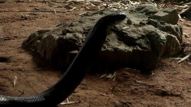 Βασιλιά Κόμπρα Μαύρο Βασιλιά Κόμπρα Φίδι Στο Έδαφος — Αρχείο Βίντεο