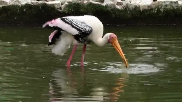 Bemalte Storchenbeutelsuche Wasser — Stockvideo