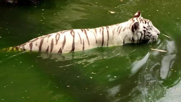 Tigre Blanco Busca Presas Agua — Vídeos de Stock