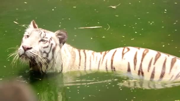 Tigre Blanco Busca Presas Agua — Vídeos de Stock