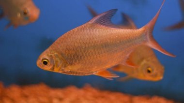 Tatlı su akvaryumu balığı.