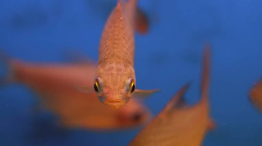 Tatlı su akvaryumu balığı.