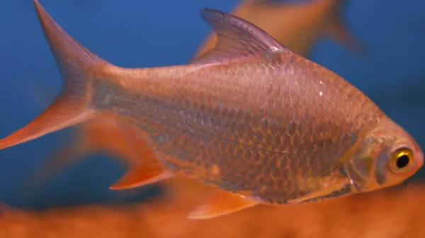 Peixes Aquário Água Doce — Fotografia de Stock