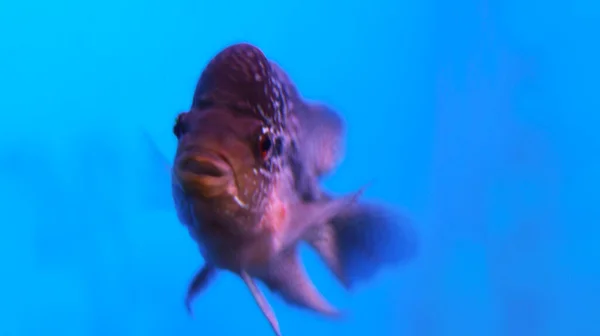 Flowerhorn Fish Water — Stock Photo, Image