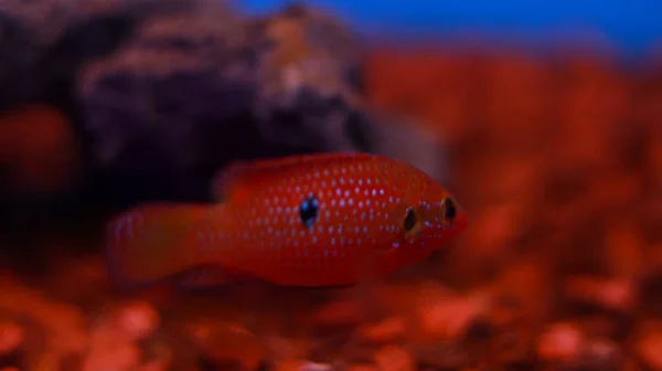 Dotted Red Aquarium Fish Tank — Stock Photo, Image