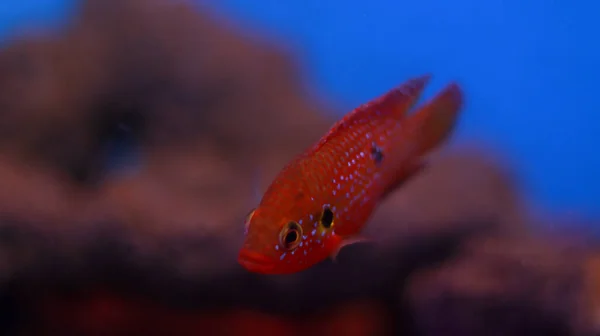 Dotted Red Aquarium Fish Tank — ストック写真