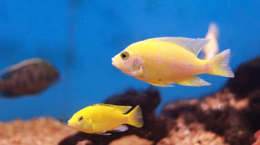 Tatlı su akvaryumu sarı balık
