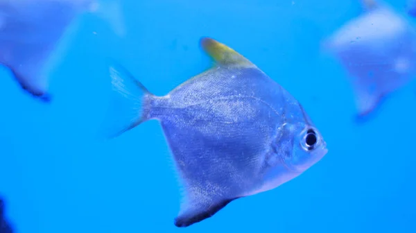 Fresh Water Aquarium Silver Fish — стоковое фото