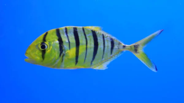 Aquário Peixes Golden Jack Golden Trevally — Fotografia de Stock