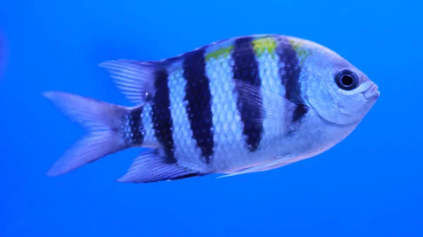 Tatlı Akvaryumu Siyah Beyaz Soyulmuş Balık Balığı — Stok fotoğraf