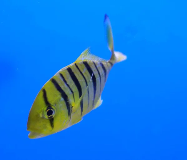 Akvarium Fisk Golden Jack Golden Trevally — Stockfoto