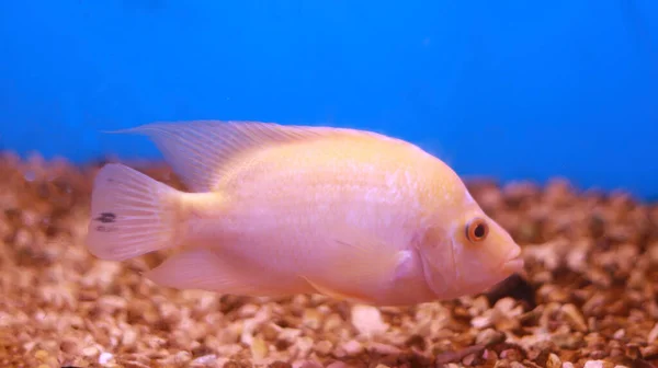 생동감넘치는 분홍색 물고기 수족관 — 스톡 사진