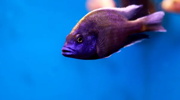 Peces Acuario Agua Dulce —  Fotos de Stock