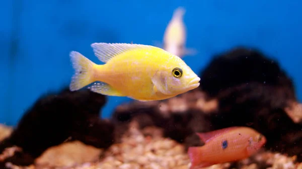 Aquário Água Doce Peixe Amarelo — Fotografia de Stock
