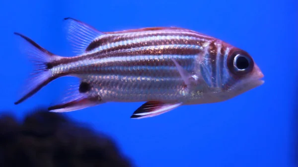 Peixes Aquário Rosa Descascados Tanque — Fotografia de Stock