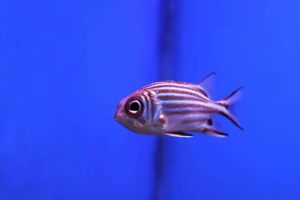 Pink Stripped Aquarium Fish Tank — стоковое фото