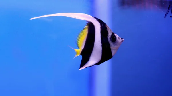 Angel Fish Long Taile Aquarium Silver Fish — стоковое фото