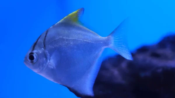 Süßwasseraquarium Silberfische — Stockfoto