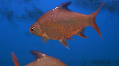 Tatlı su akvaryumu pembe gümüş balık.