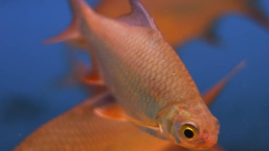 Tatlı su akvaryumu pembe gümüş balık.