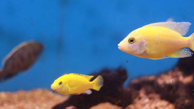 Tatlı su akvaryumu sarı balık
