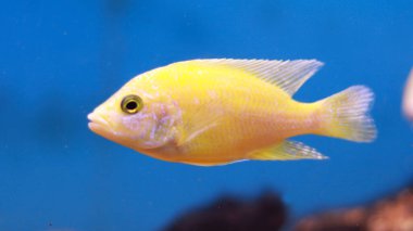 Tatlı su akvaryumu sarı balık