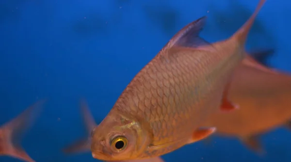 Fresh Water Aquarium Pink Silver Fish — стоковое фото