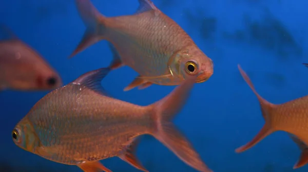 Sötvatten Akvarium Rosa Silver Fisk — Stockfoto