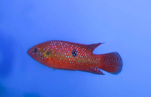 Punteggiato Pesci Rossi Dell Acquario Nel Serbatoio — Foto Stock