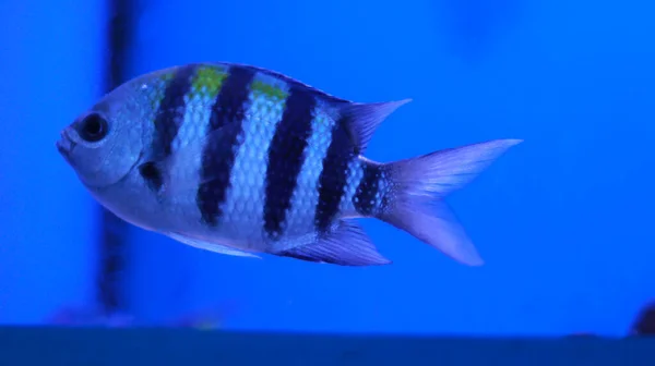 Süßwasseraquarium Schwarz Und Weiß Gestreifte Fische — Stockfoto