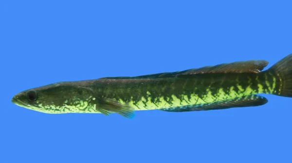 Slangenkop Murrel Vissen Aquarium Vissen — Stockfoto