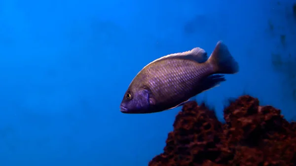 Black Fresh Water Aquarium Fish — Stock Photo, Image