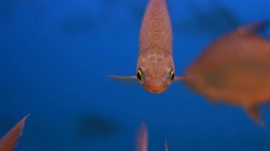 Tatlı su akvaryumu balığı.