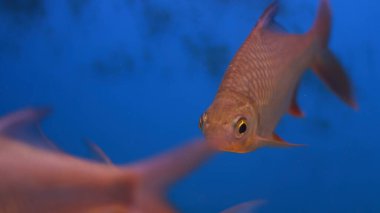 Tatlı su akvaryumu balığı.