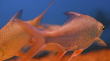 Tatlı su akvaryumu balığı.