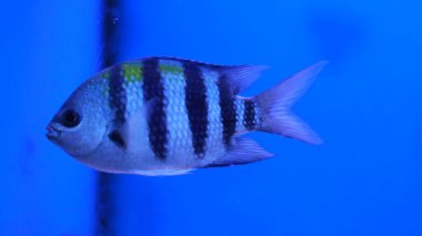 Tatlı su akvaryumu, siyah beyaz soyulmuş balık balığı.