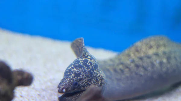 Ryby Akwariowe Moray Eel — Zdjęcie stockowe