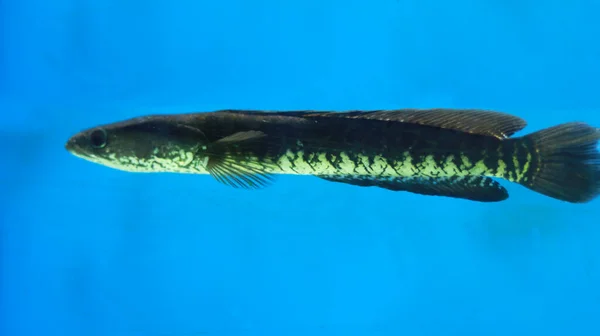 Tête Serpent Murrel Fish Poissons Aquarium — Photo